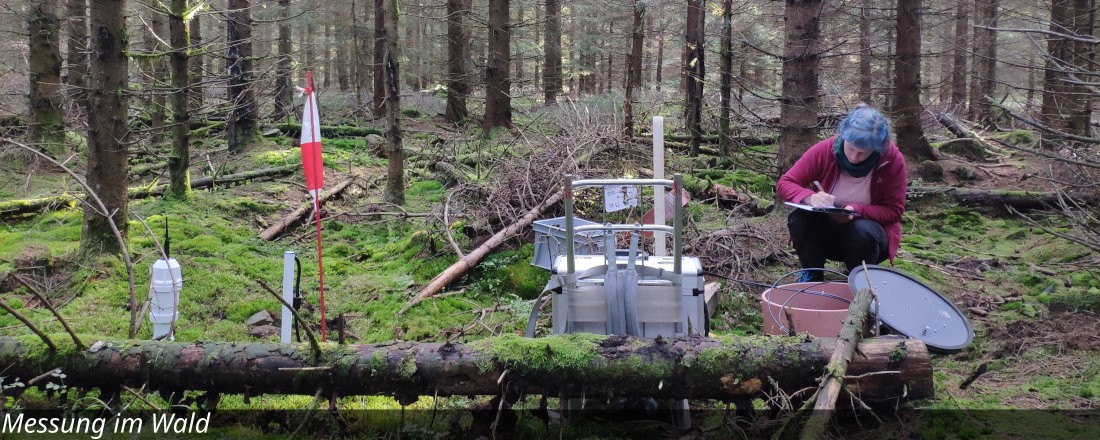 Messung im Wald Text